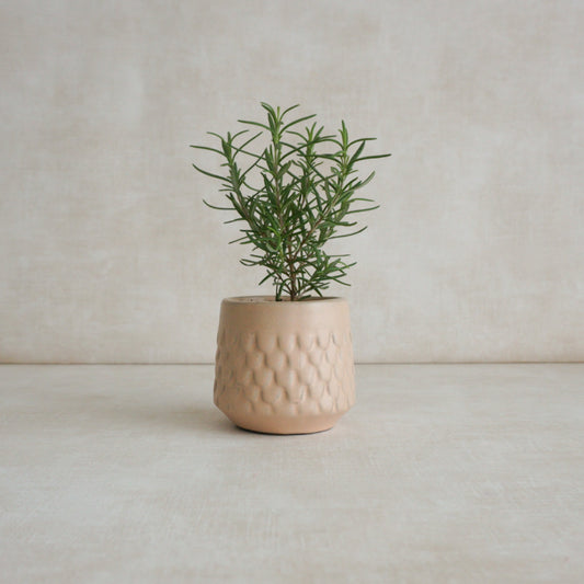 Scalloped Pink Mini Planter Pot